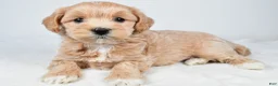 Maltipoo dogs for sale: Cassidy - Ad 2