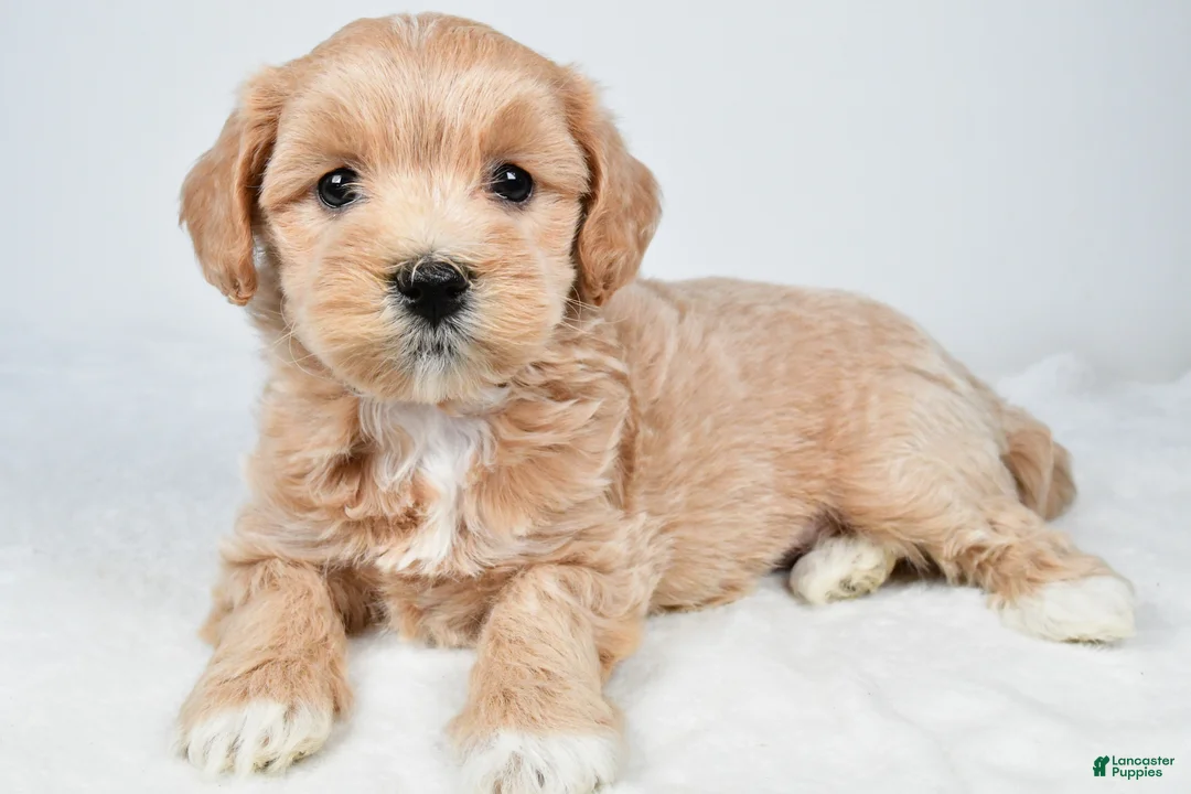 Maltipoo dogs for sale: Cassidy - Ad 2