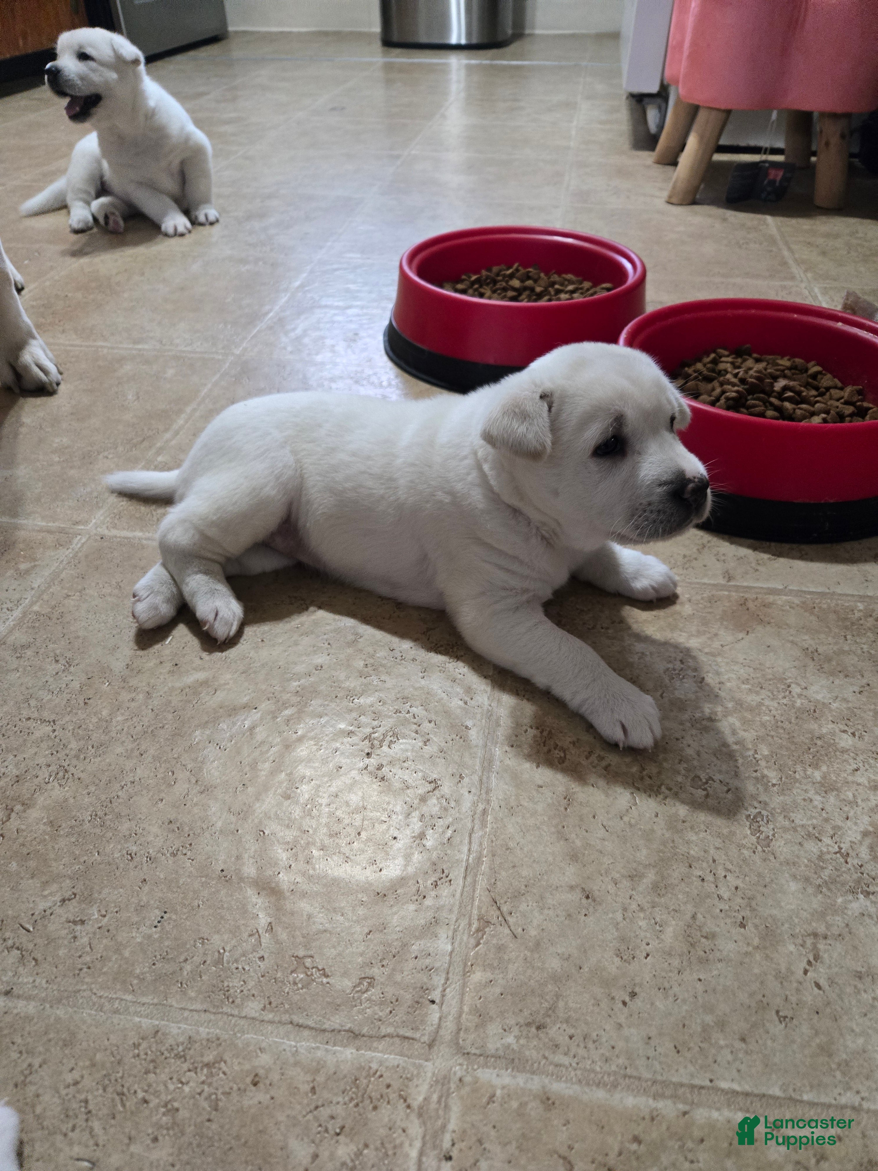 Mixed Breed dogs Mixed Breed Puppy 4 - Ad 32