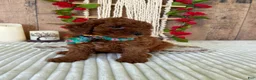 Mini Goldendoodle dogs for sale: Mr. Sunshine - Ad 15