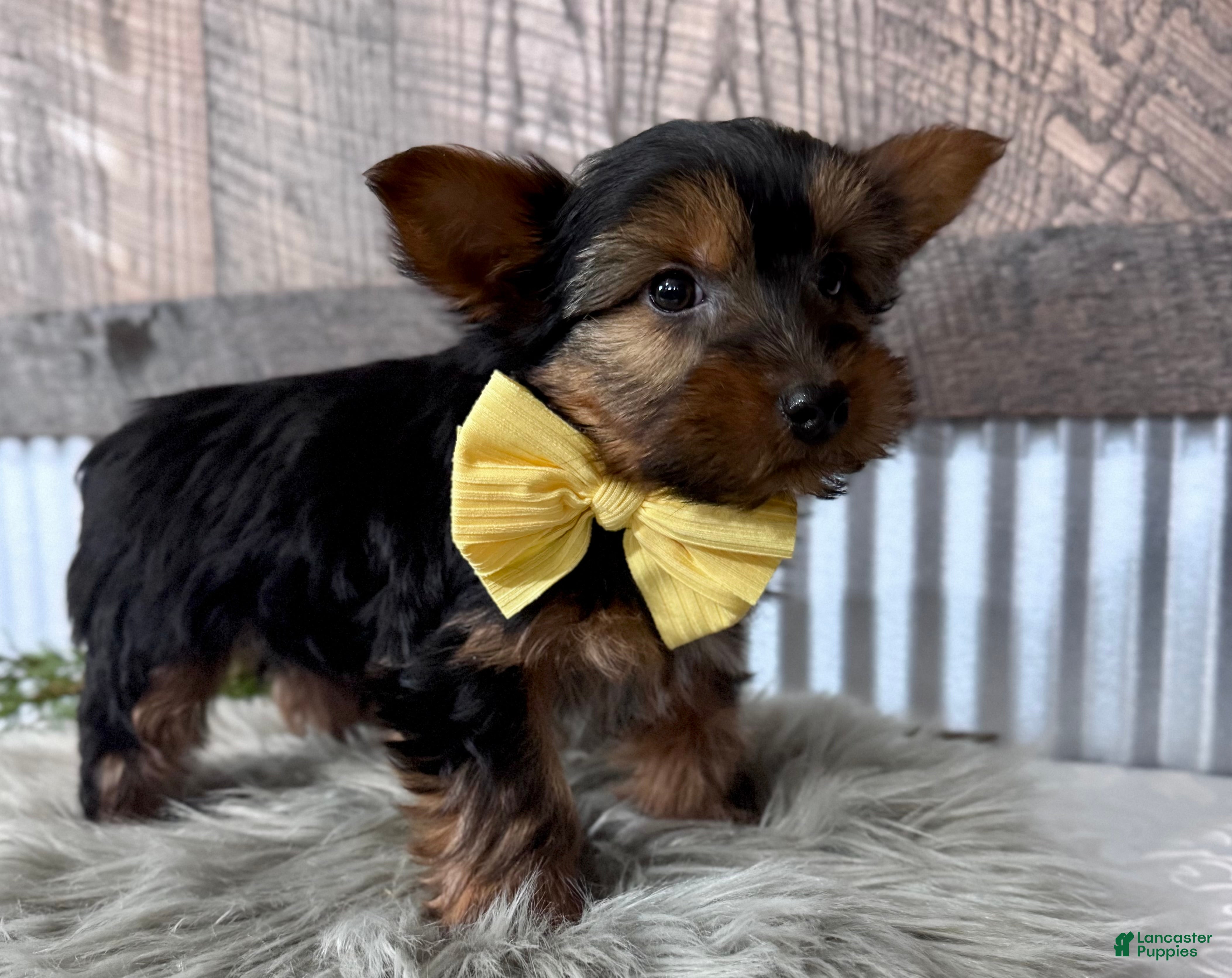 Yorkshire Terrier dogs Miles - Ad 2