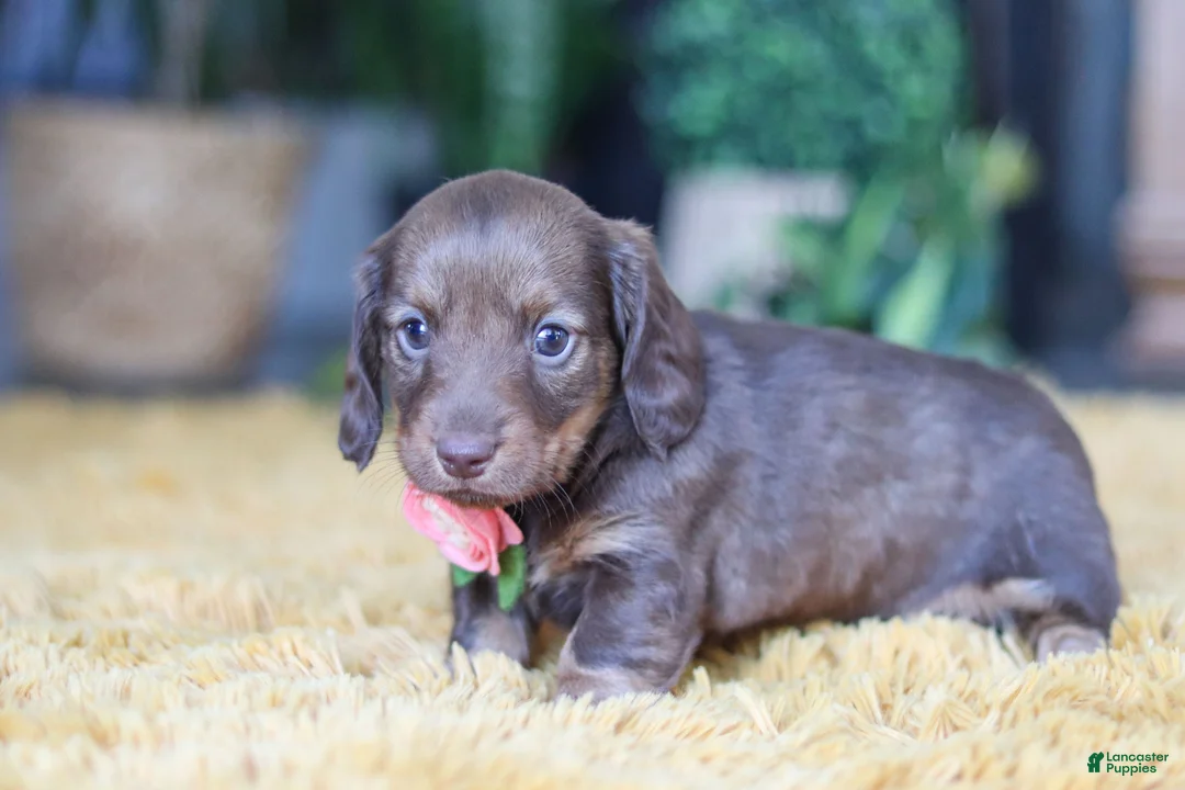 Miniature Dachshund dogs for sale: Bagel - Ad 8