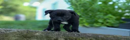 Staffordshire Bull Terrier dogs for sale: Maverick🩵 - Ad 10