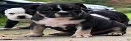 American Bully dogs for sale: Black Tri Female  - Ad 3