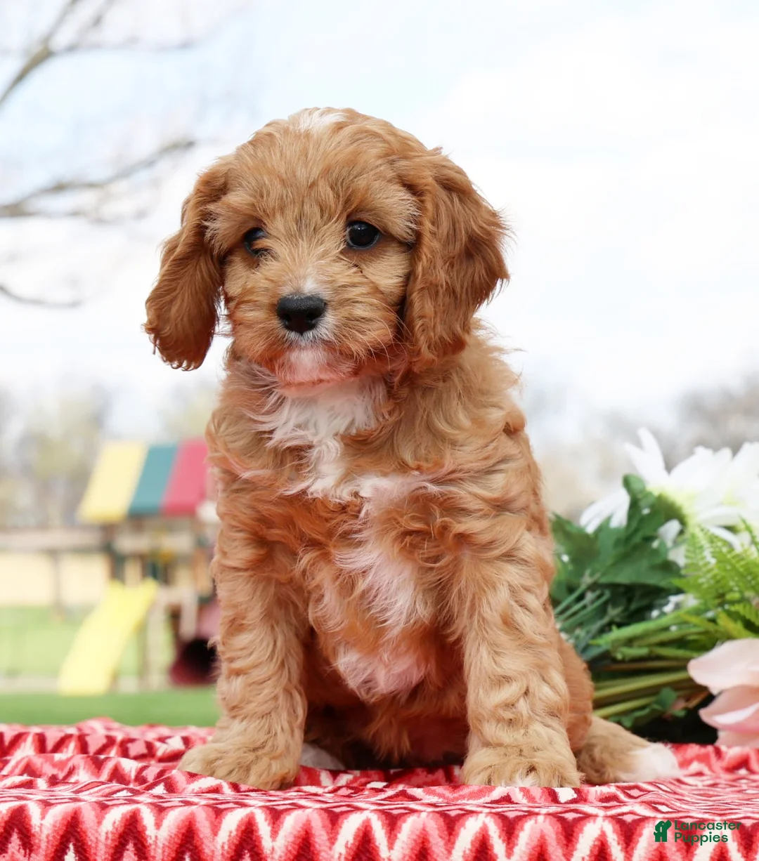 Cavapoo dogs for sale: Bagel - Ad 2