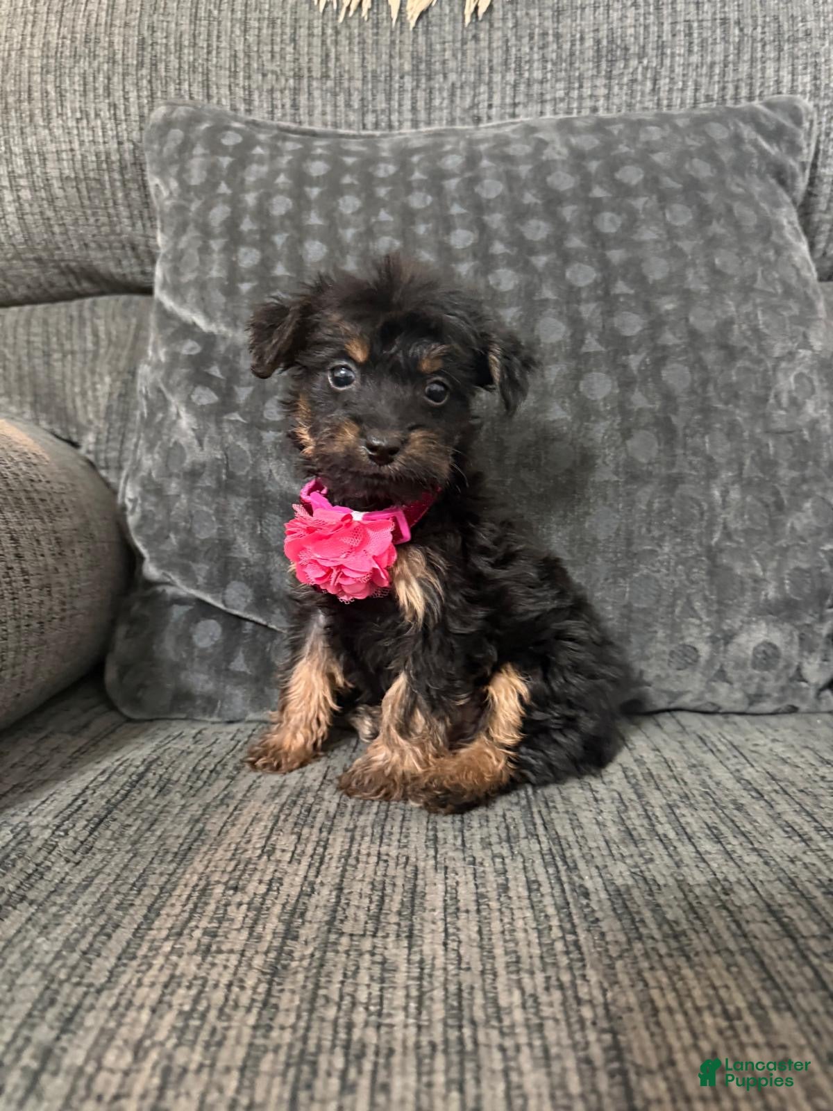 Yorkiepoo dogs Yorkiepoo 1 - Ad 34