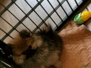 Pomeranian dogs - Ad 8