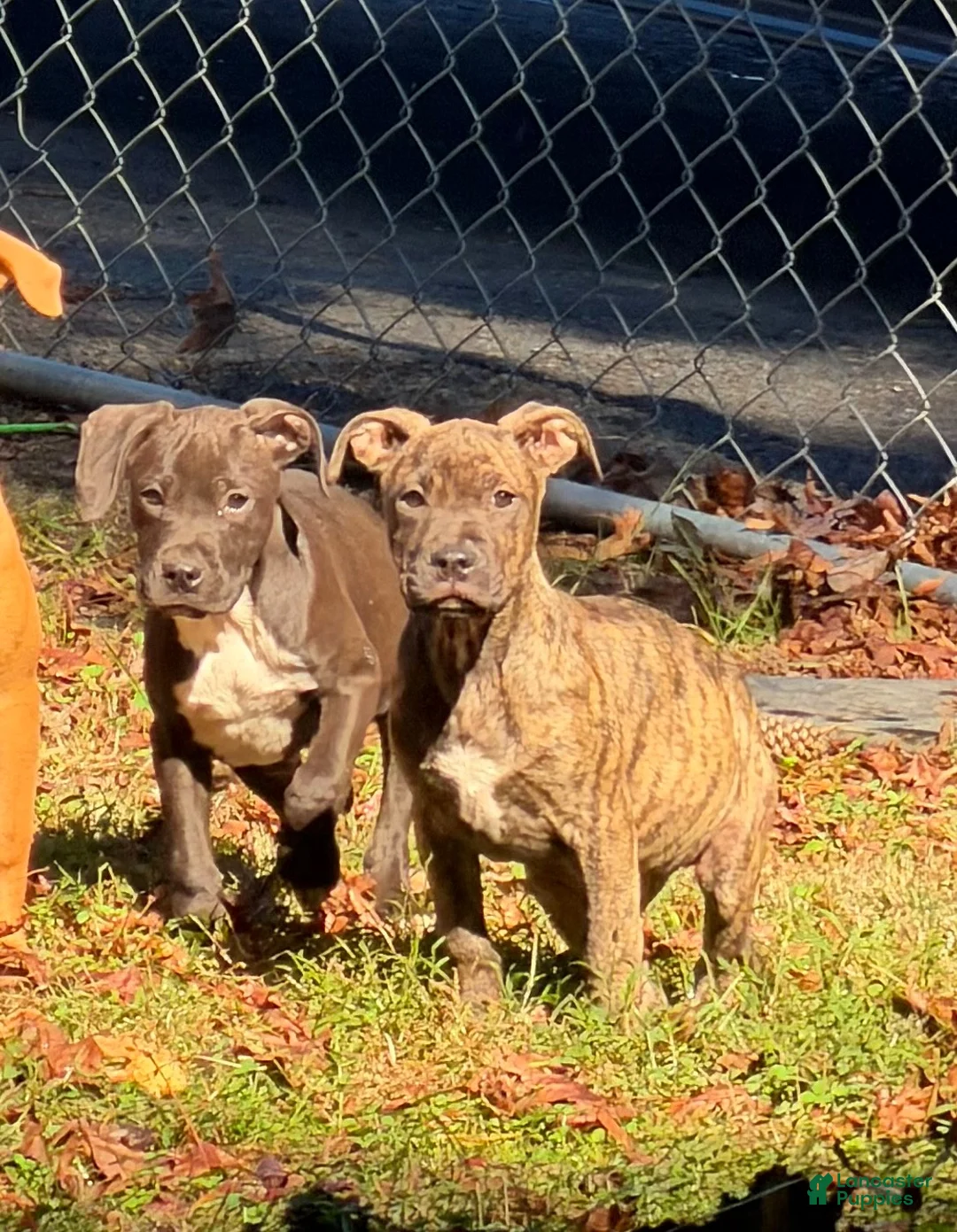 American Bully dogs for sale: American Bully 1 - Ad 3
