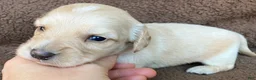 Miniature Dachshund dogs for sale: BROWNIE THE TOUCHDOWN SUPERSTAR - Ad 4