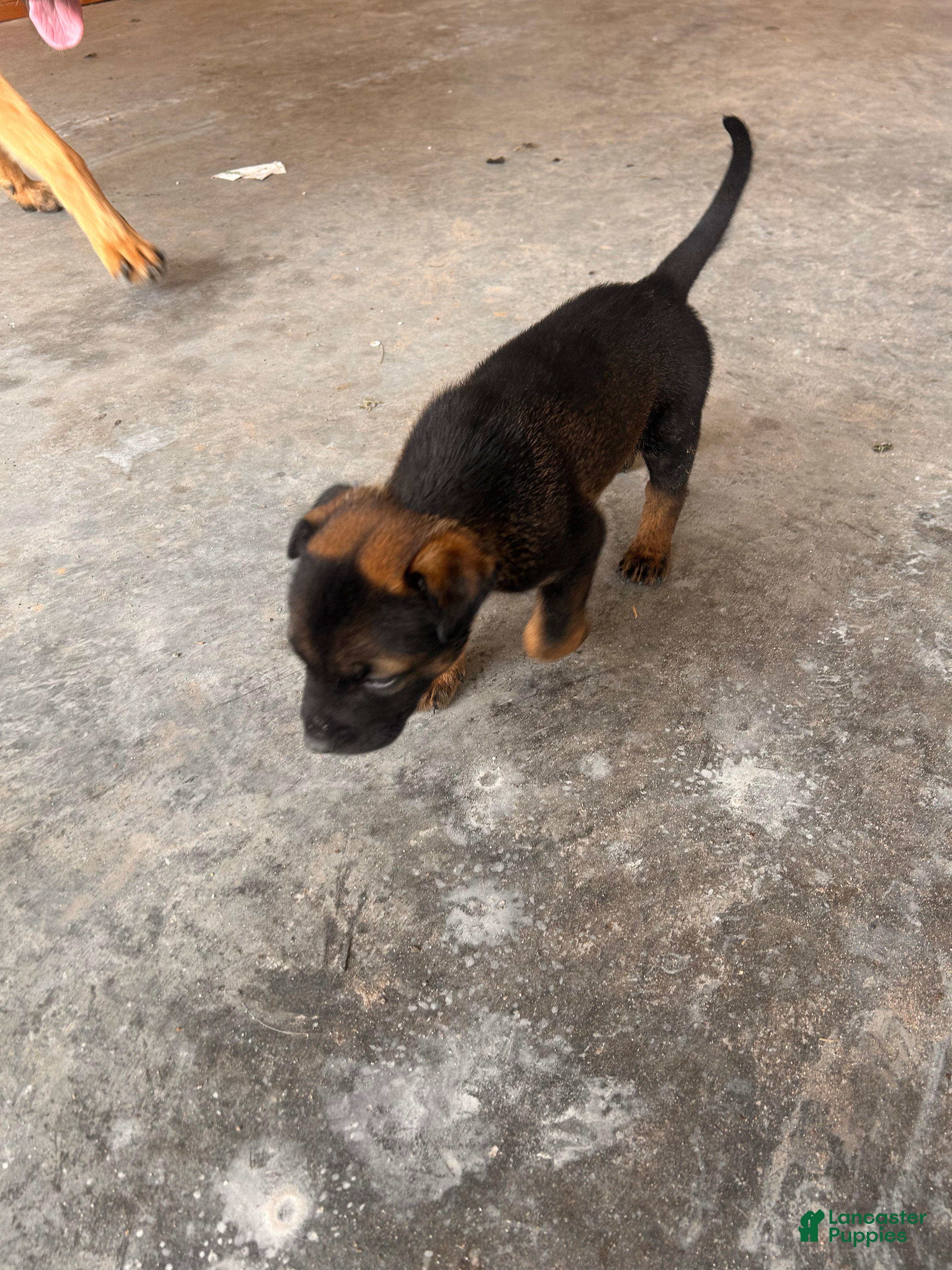 Mixed Breed dogs Mixed Breed Puppy 8 - Ad 1