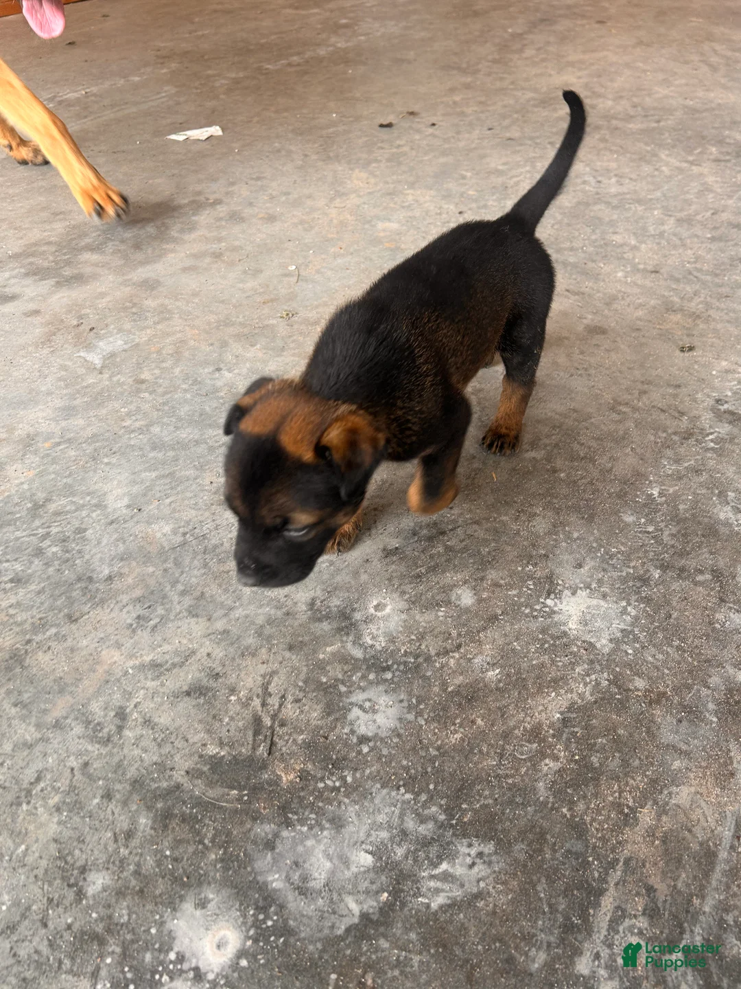 Mixed Breed dogs for sale: Mixed Breed Puppy 8 - Ad 1
