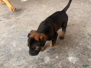 Mixed Breed dogs for sale: Mixed Breed Puppy 8 - Ad 3