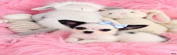 Chihuahua dogs for sale: Chihuahua 1 - Ad 1