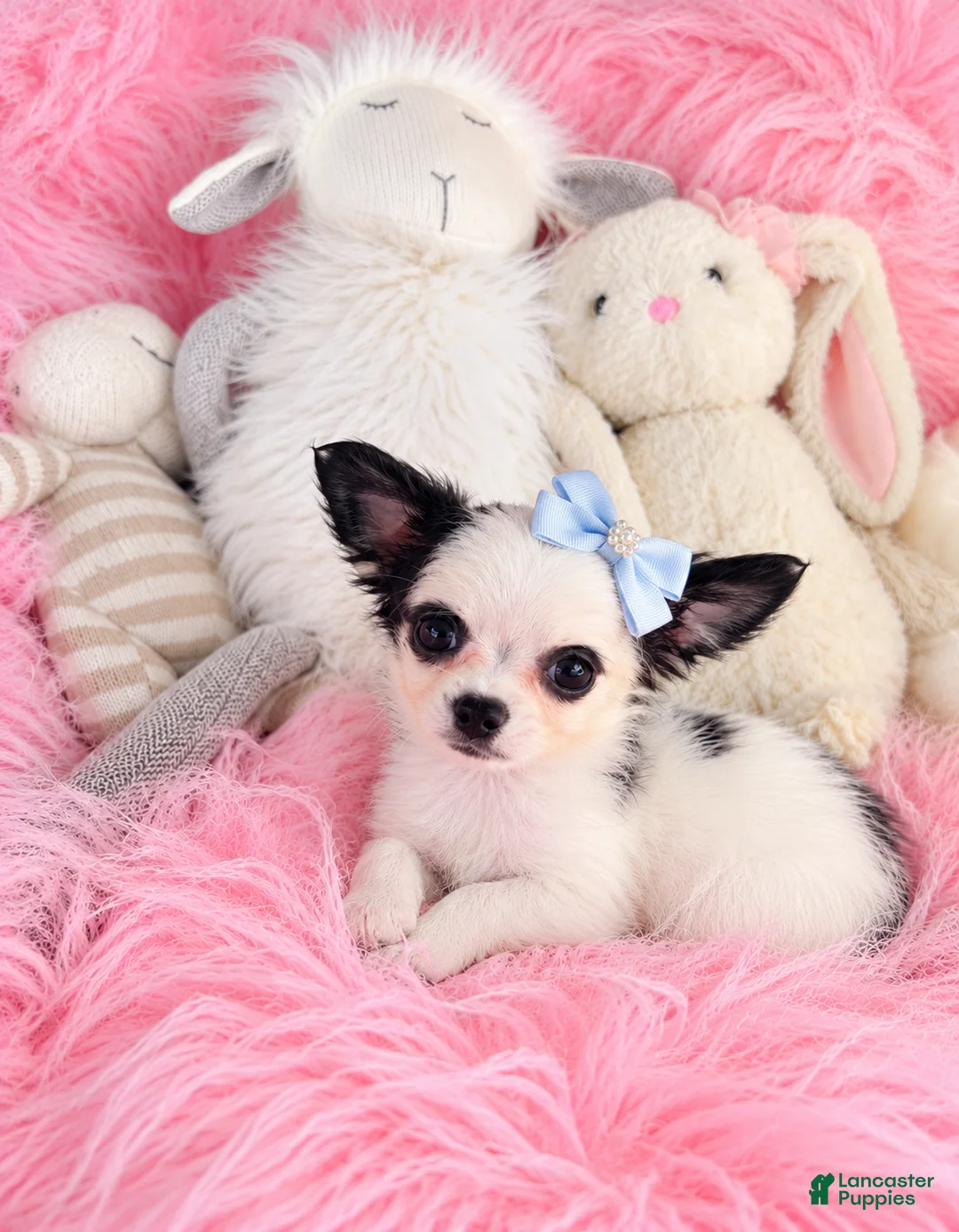 Chihuahua dogs for sale: Chihuahua 1 - Ad 1