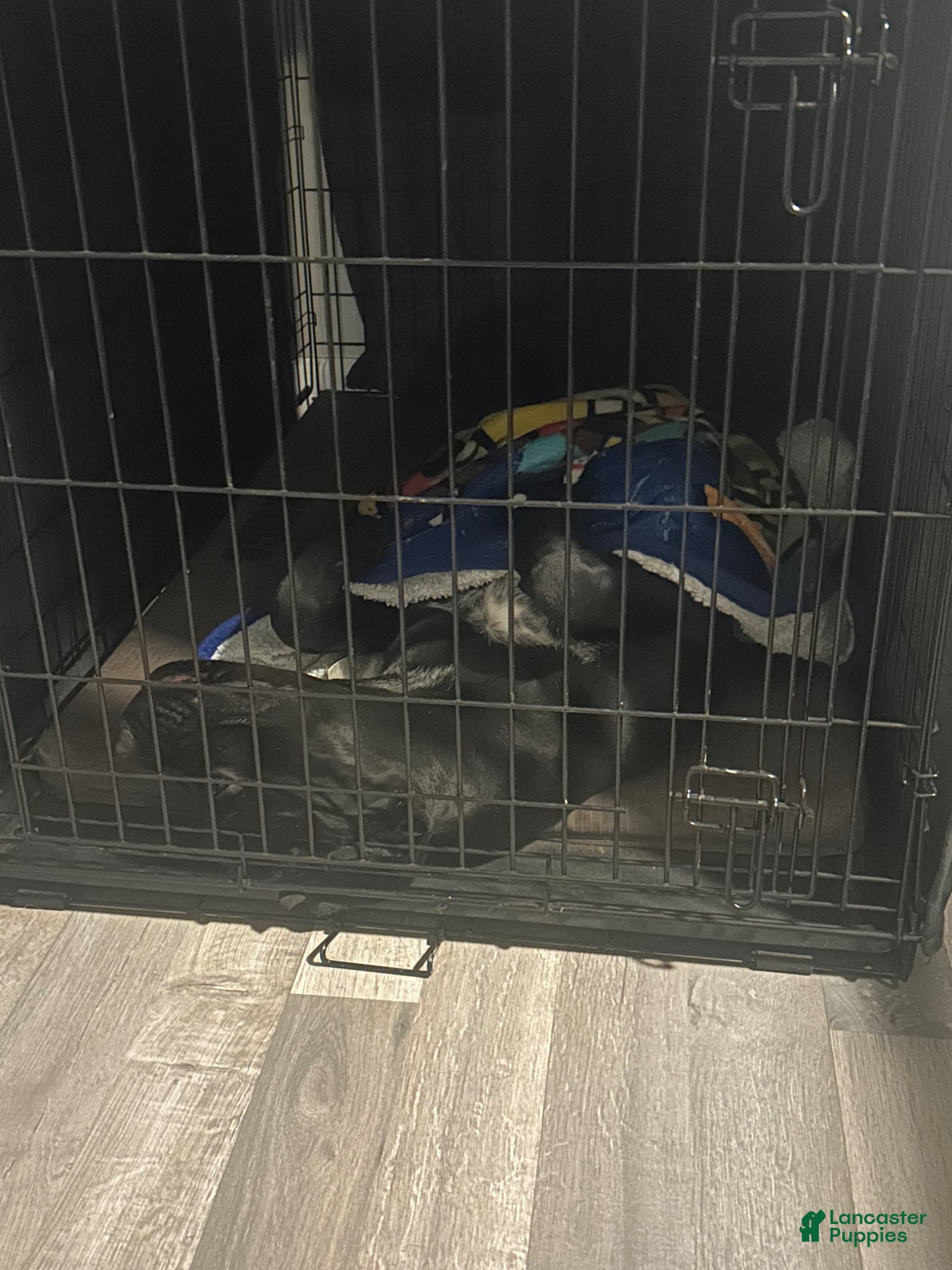 Cane Corso dogs Cane Corso Puppy 1 - Ad 12