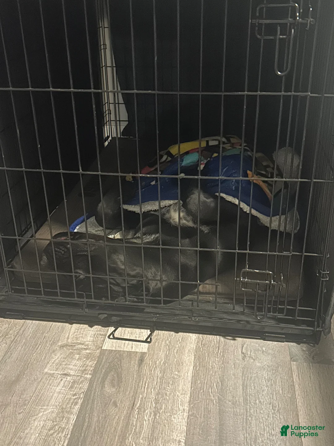 Cane Corso dogs for sale: Cane Corso Puppy 1 - Ad 1