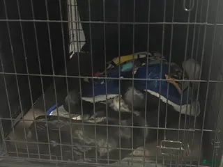 Cane Corso dogs Cane Corso Puppy 1 - Ad 9