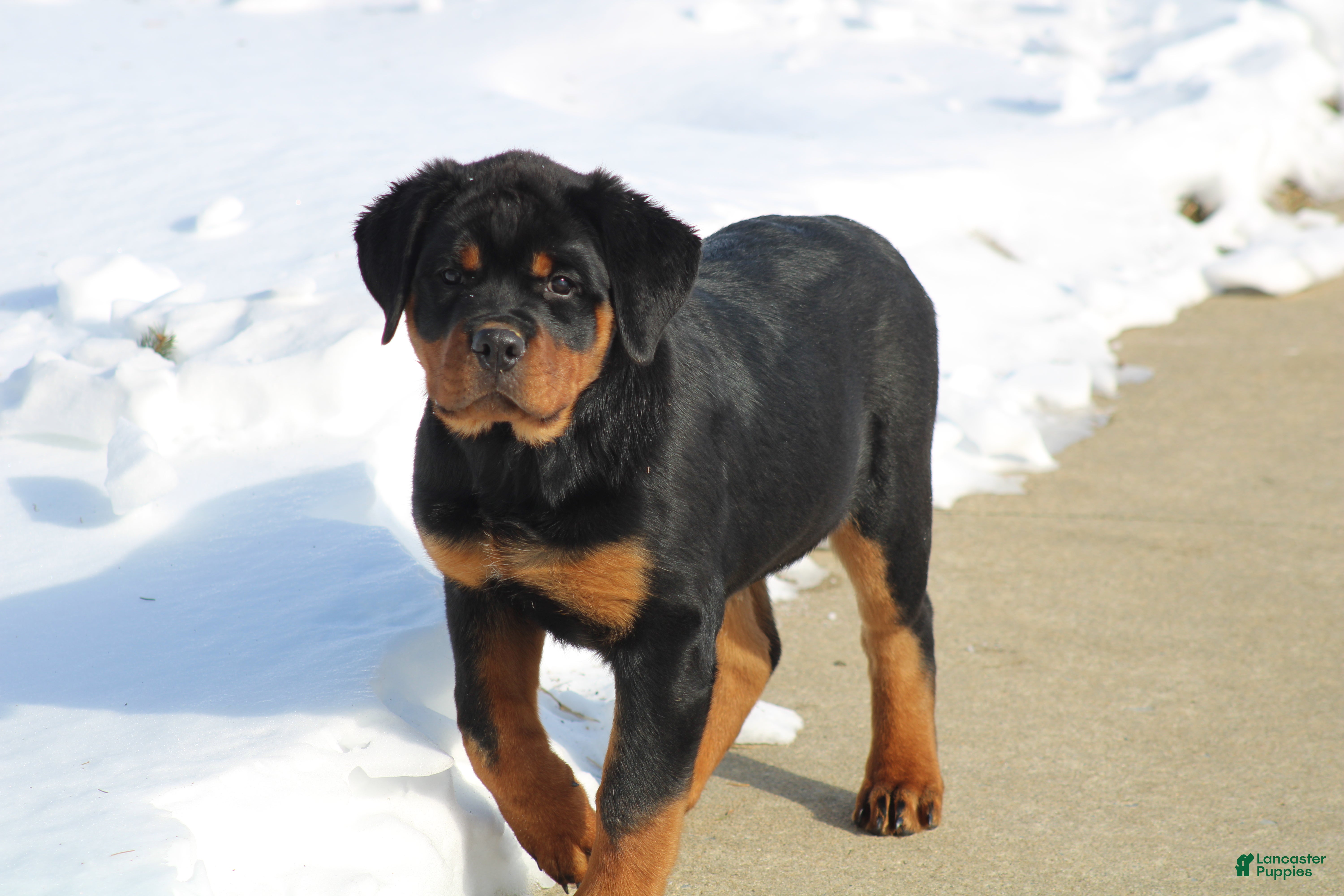 Rottweiler dogs Holly - Ad 1