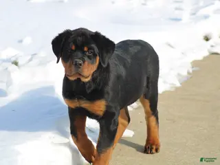 Rottweiler dogs Holly - Ad 1