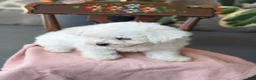 Bichon Frise dogs for sale: Jemima - Ad 16