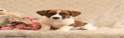 Jack Russell Terrier dogs for sale: Ruger - Ad 4