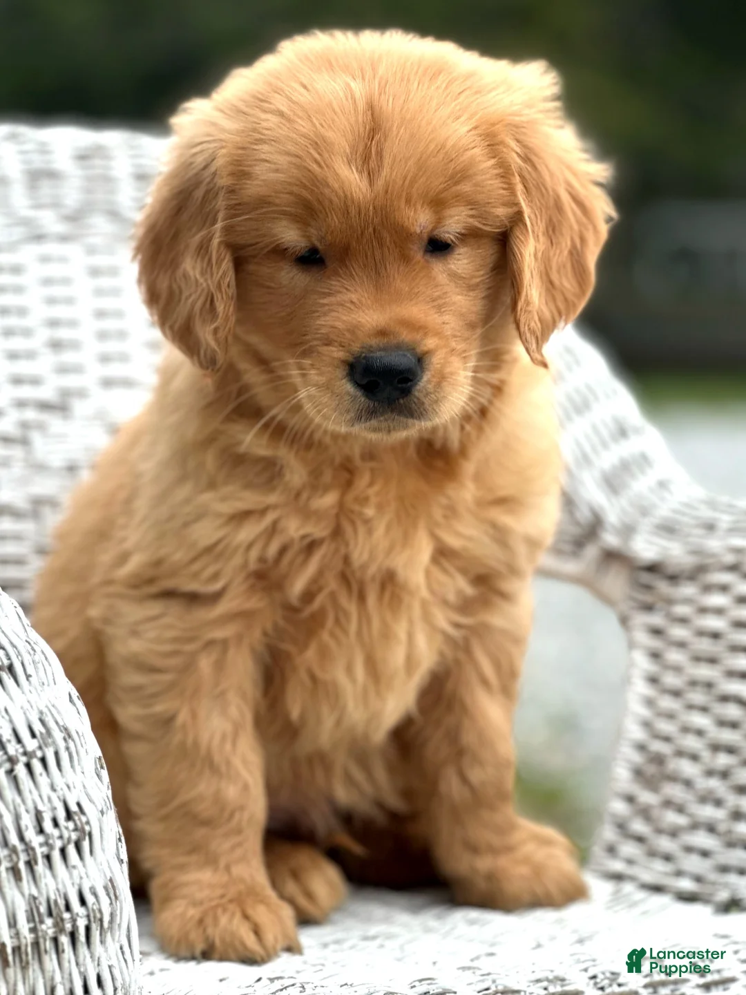 Golden Retriever dogs for sale: Golden Retriever Puppy 2 - Ad 2