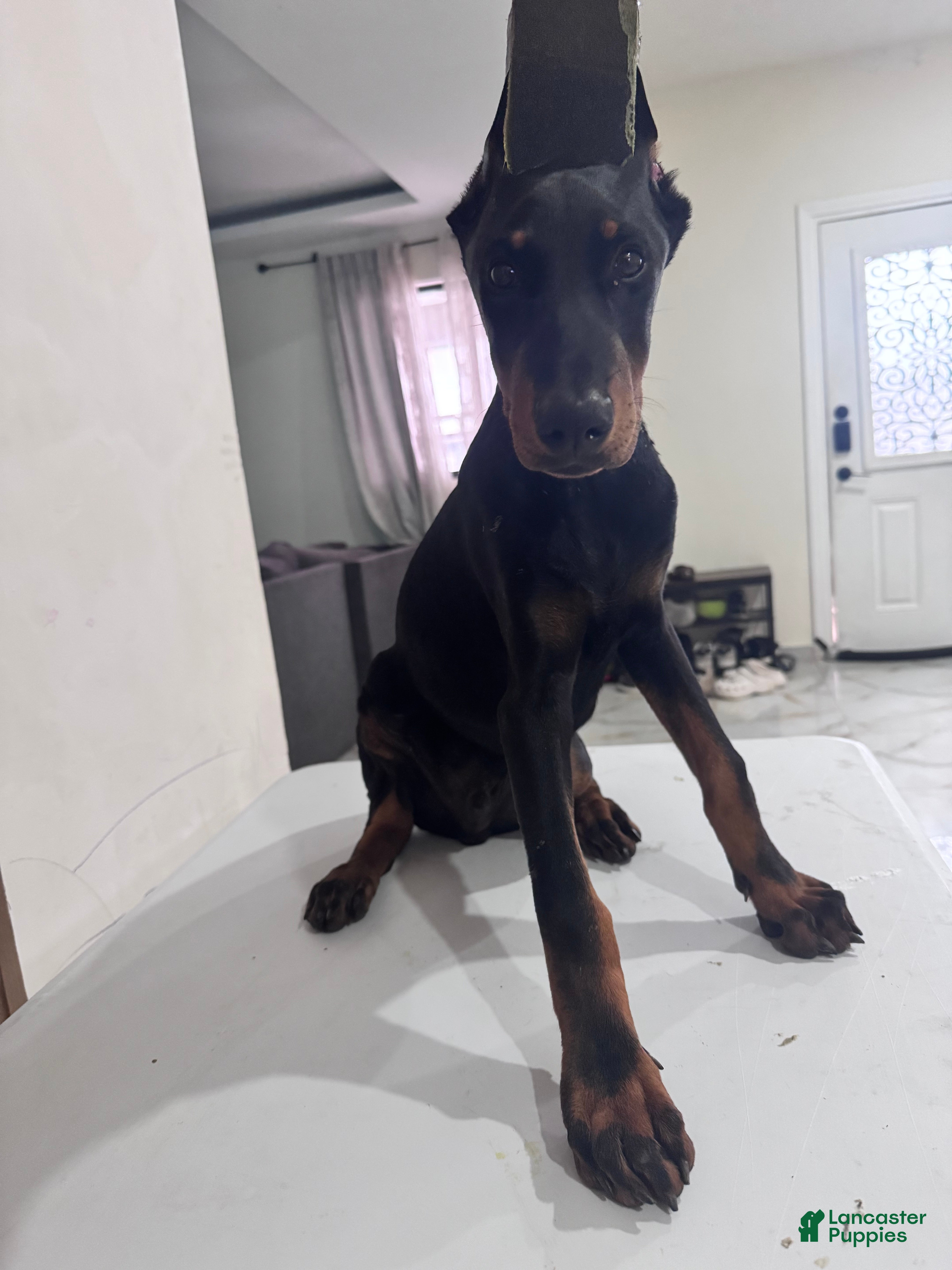 Doberman Pinscher dogs Doberman Pinscher 1 - Ad 20