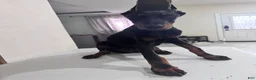 Doberman Pinscher dogs for sale: Doberman Pinscher 1 - Ad 1
