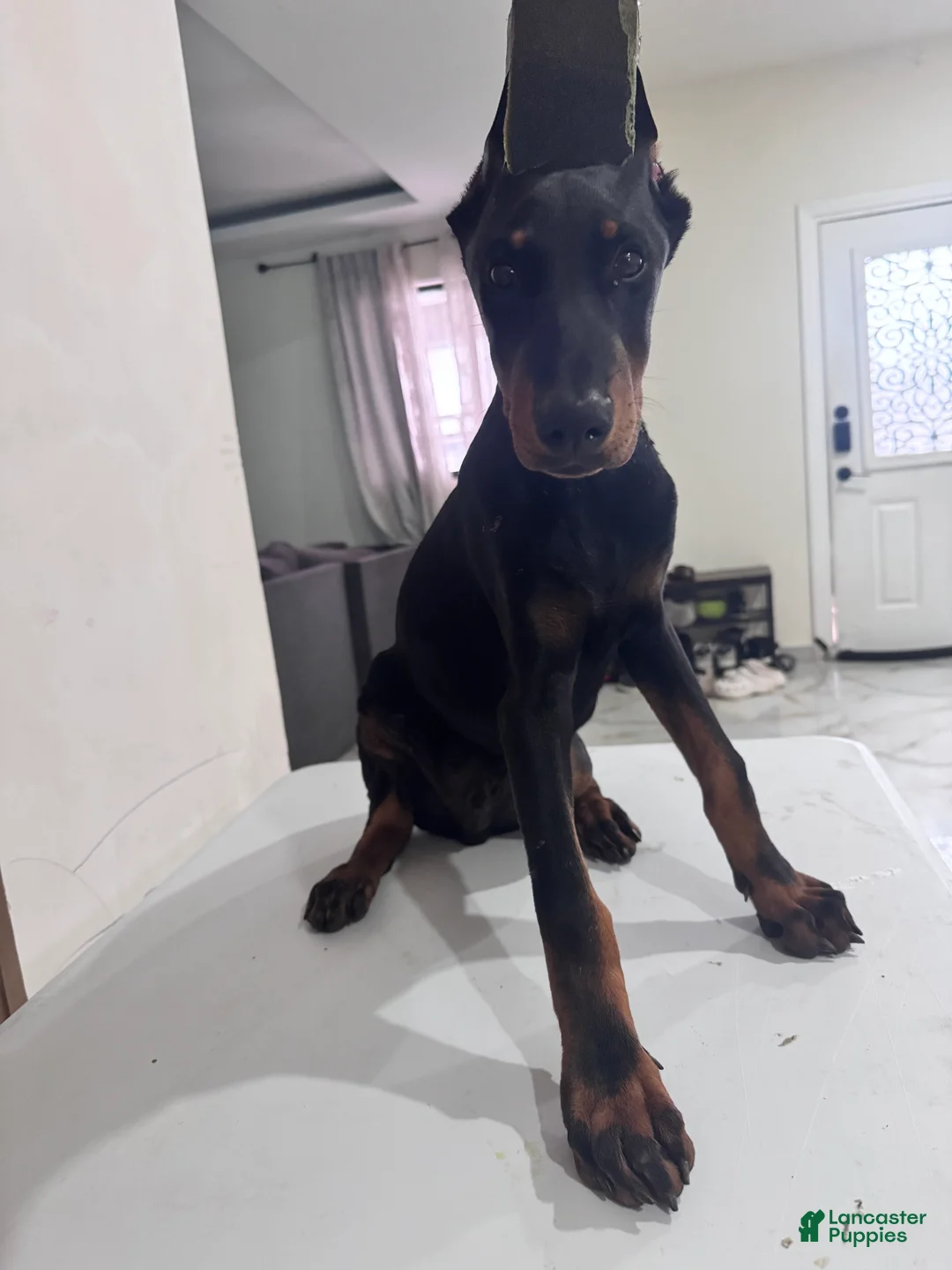Doberman Pinscher dogs for sale: Doberman Pinscher 1 - Ad 1