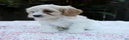Cavapoo dogs for sale: Fern - Ad 4