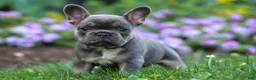 French Bulldog dogs for sale:  Francie💕 - Ad 16