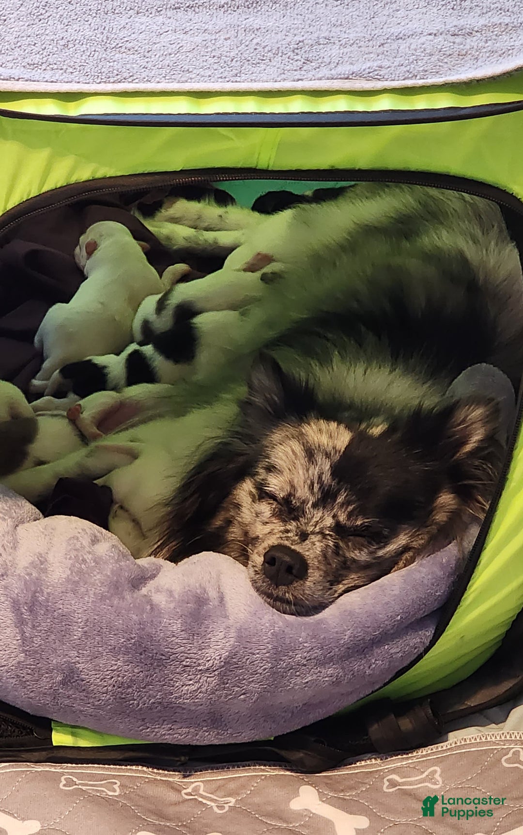 Gallery Image {{count}}