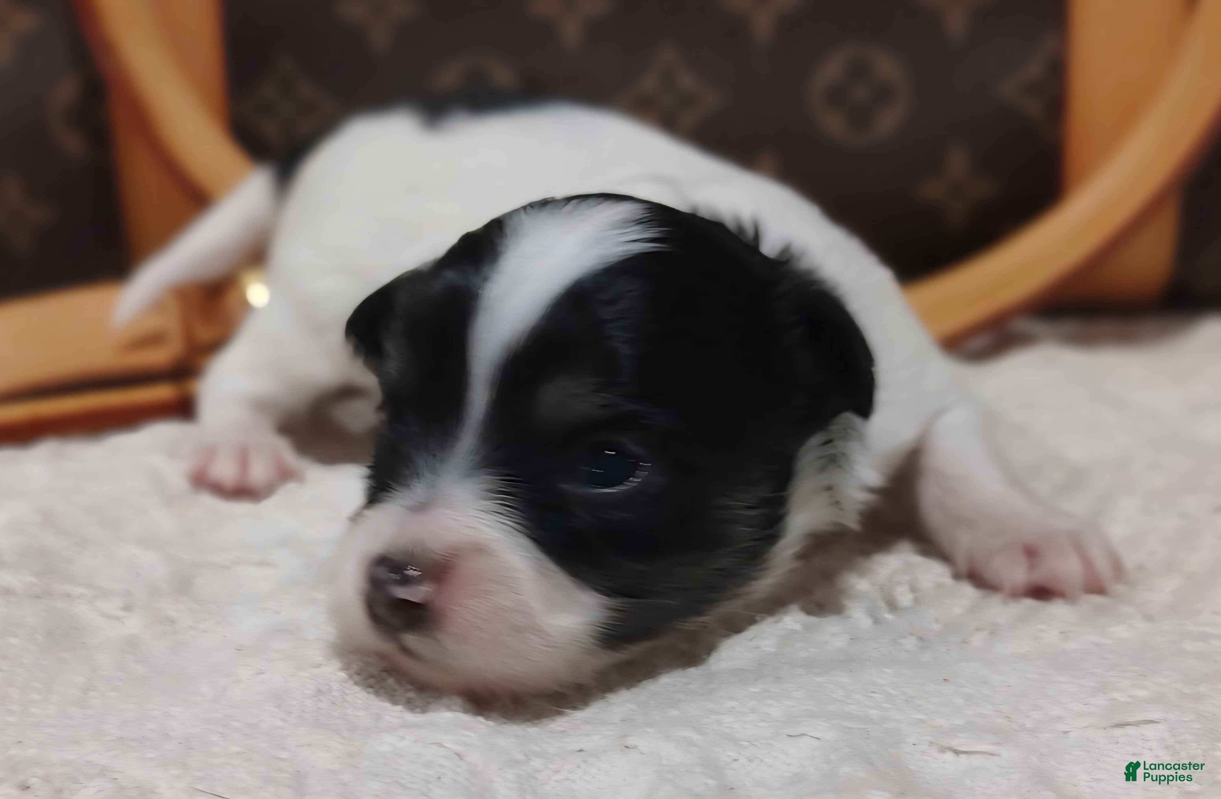 Chihuahua dogs Zorro - Ad 25