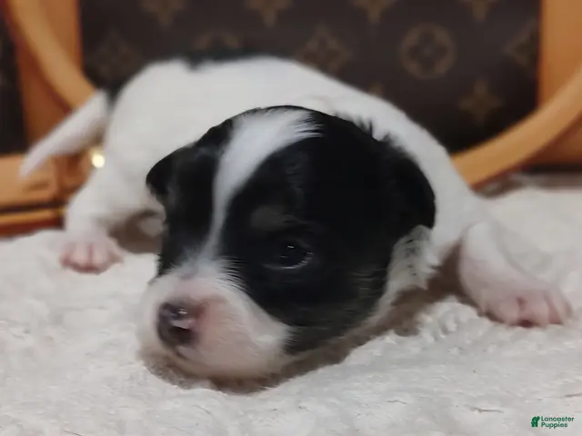 Chihuahua dogs for sale: Zorro - Ad 8