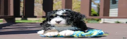 Mini Bernedoodle dogs for sale: Parker - Ad 27