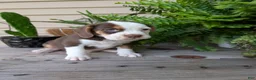 Beabull dogs for sale: Max - Ad 14