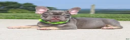 French Bulldog dogs for sale: Hank - Ad 5