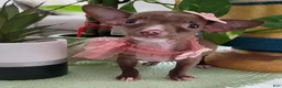Chihuahua dogs for sale: Chihuahua 2 TEACUP LIL CHOCOLATE - Ad 6