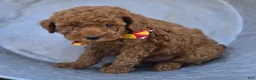 Toy Poodle dogs for sale: Jimmer - Ad 3
