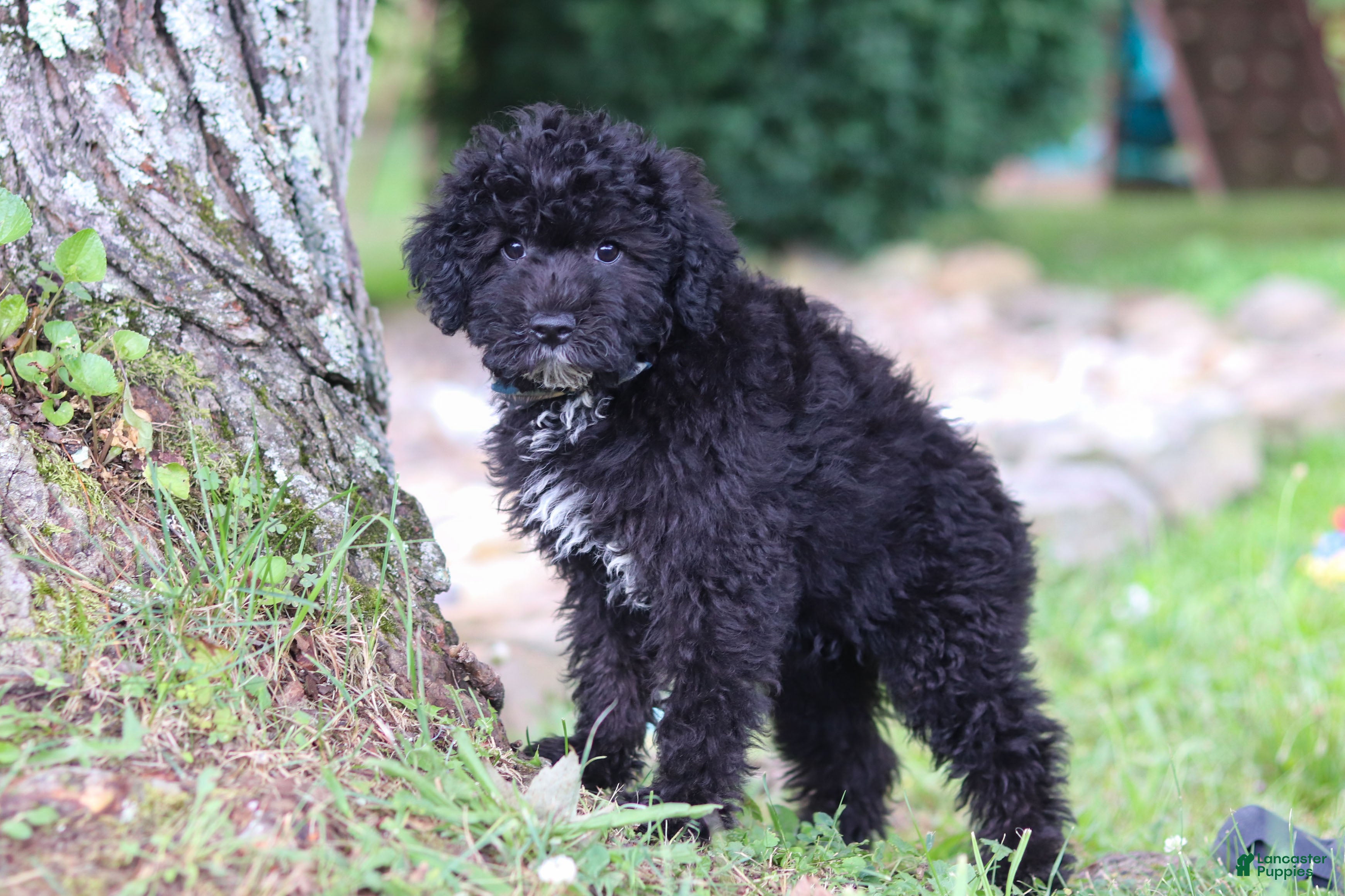 Yorkiepoo dogs Bubba - Ad 1