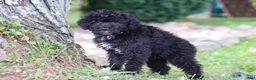 Yorkiepoo dogs for sale: Bubba - Ad 1