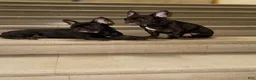 French Bulldog dogs for sale: Hershey twins 1 - Ad 2