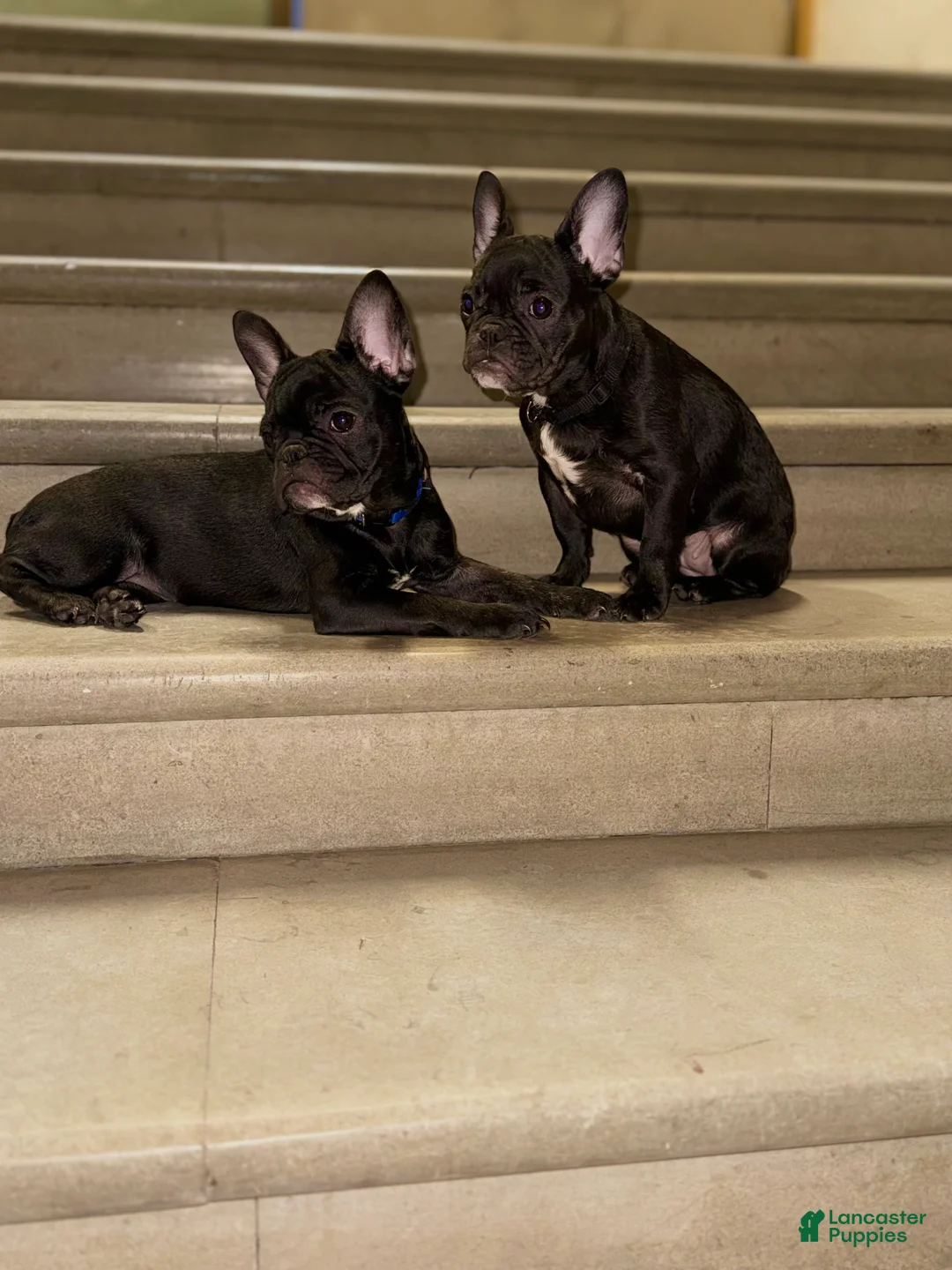 French Bulldog dogs for sale: Hershey twins 1 - Ad 2