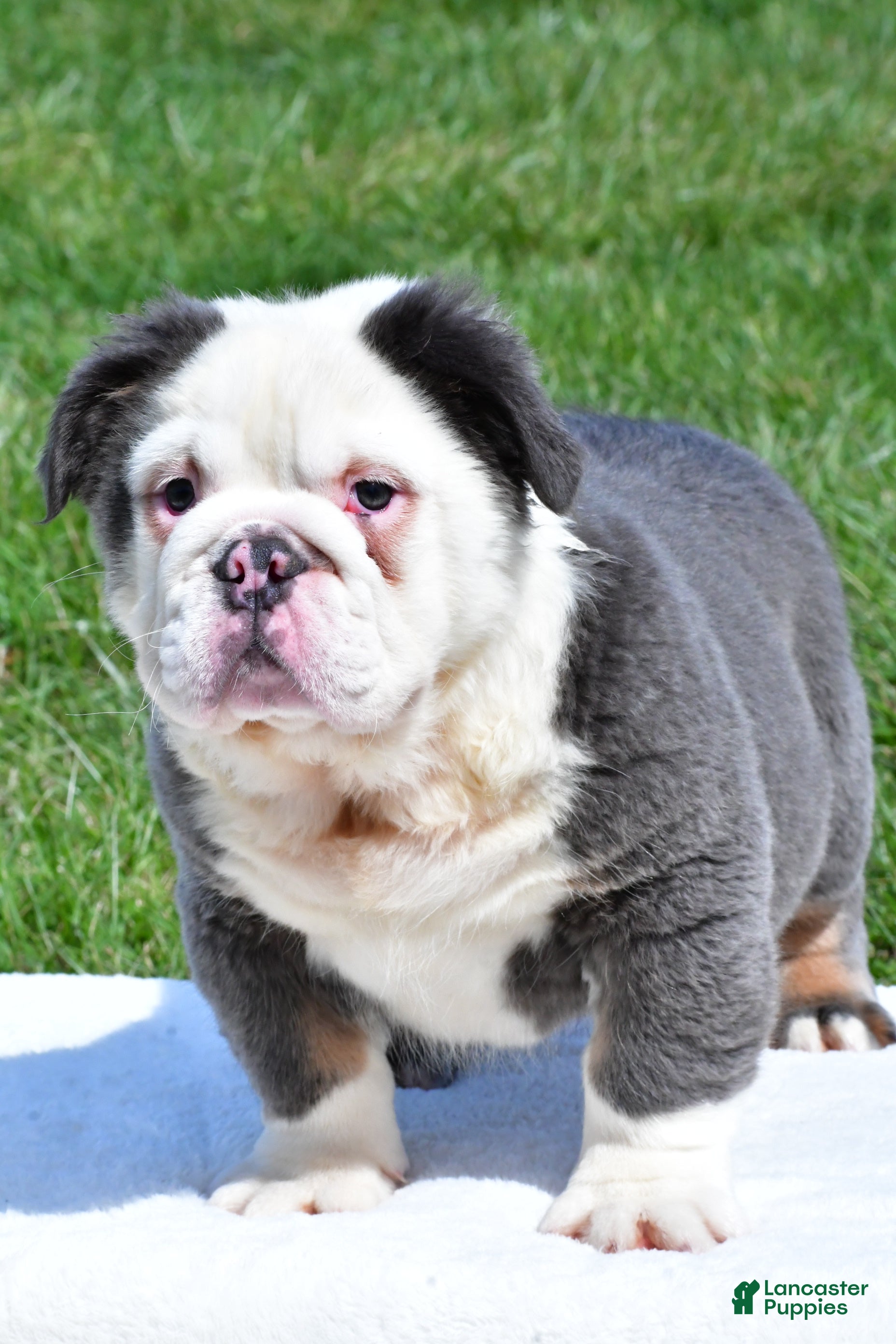 English Bulldog dogs Finnley - Ad 2