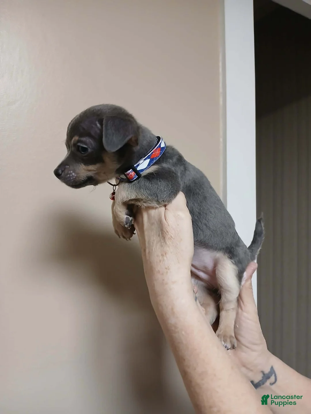 Chihuahua dogs for sale: Steel (toy) - Ad 6