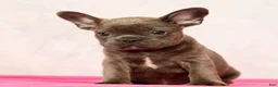 French Bulldog dogs for sale: Parker - Ad 8