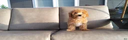 Maltipoo dogs for sale: Ranger - Ad 7