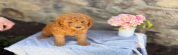 Goldendoodle dogs for sale: Miso - Ad 9
