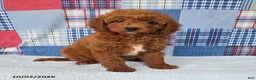 Mini Goldendoodle dogs for sale: Cupcake - Ad 4
