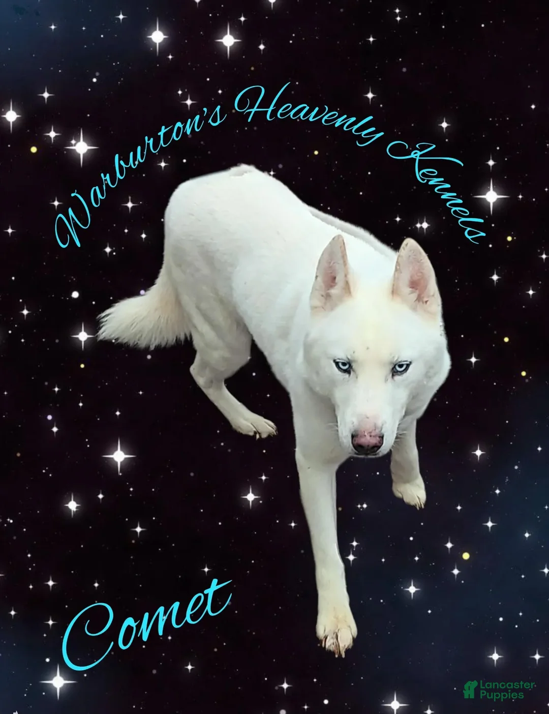 Siberian Husky dogs for sale: Siberian Husky Puppy 1 - Ad 6